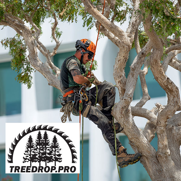 Tree Maintenance Services