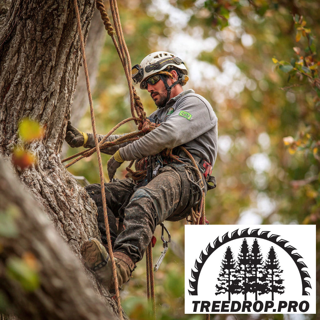 Tree Maintenance Services